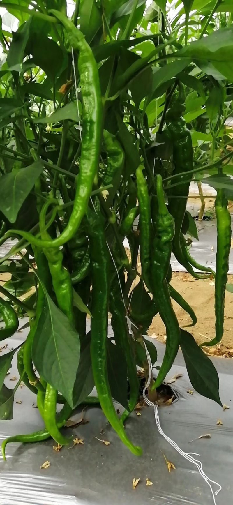 线椒