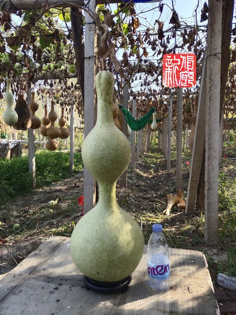 包邮收藏级文玩葫芦面面周正无瑕疵皮质厚重细腻龙头霸气