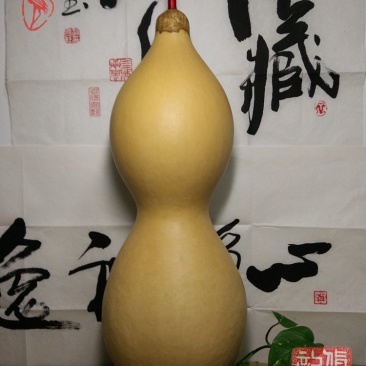 包邮收藏级文玩葫芦面面周正无瑕疵皮质厚重细腻龙头霸气