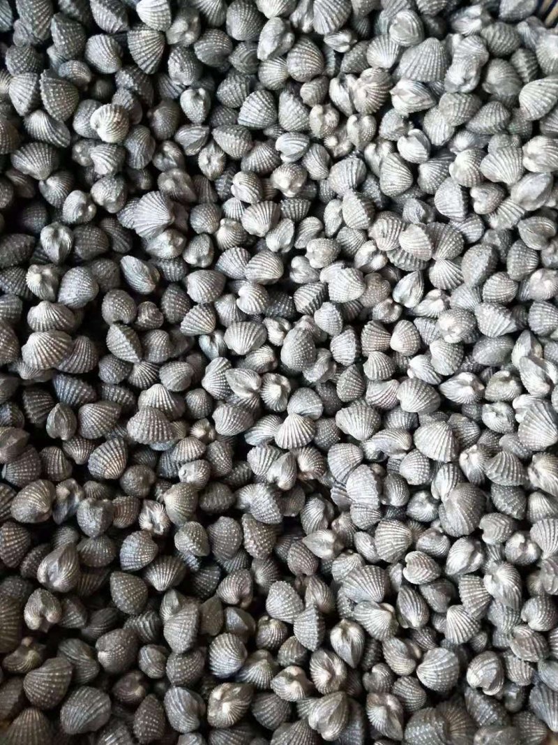 新鲜宁哈鲜活血蛤海鲜鲜活超大鲜嫩