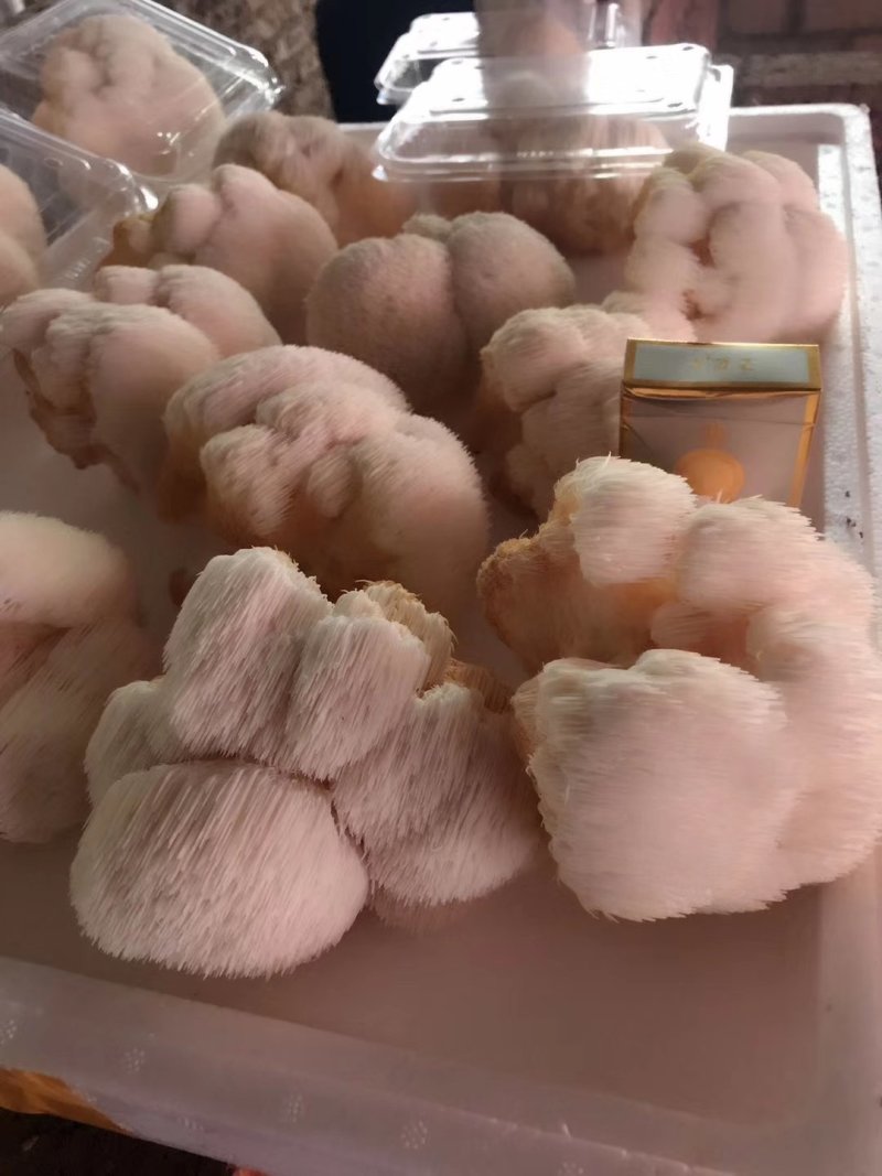 猴头菇