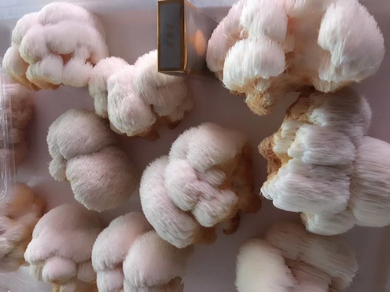 猴头菇