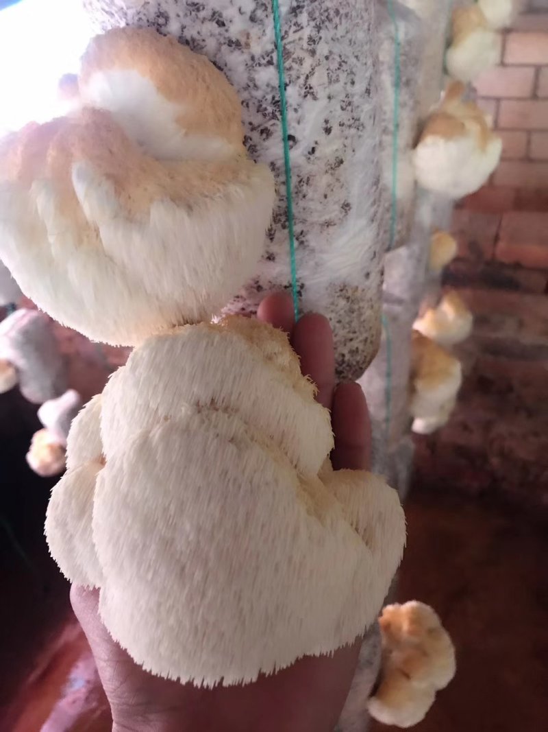 猴头菇