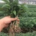 大天冬苗基地直销无条件技术跟踪服务保价回收