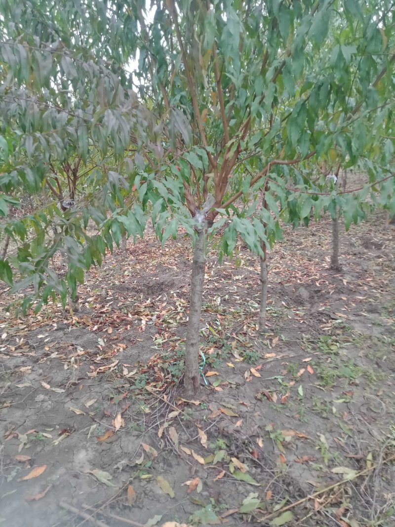 红叶碧桃3一15公分桃树碧桃桃花红叶桃紫叶碧桃