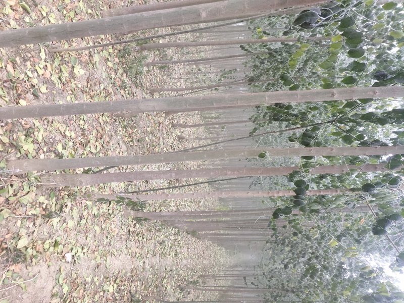 精品丝棉木