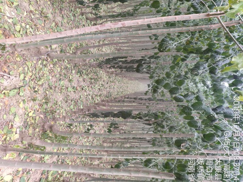 精品丝棉木