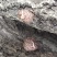 【特惠】秦岭椴木香菇原生态椴木香菇基地直供价优质保
