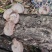 【特惠】秦岭椴木香菇原生态椴木香菇基地直供价优质保