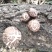 【特惠】秦岭椴木香菇原生态椴木香菇基地直供价优质保