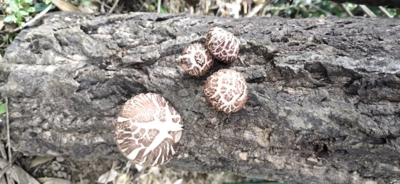 【特惠】秦岭椴木香菇原生态椴木香菇基地直供价优质保