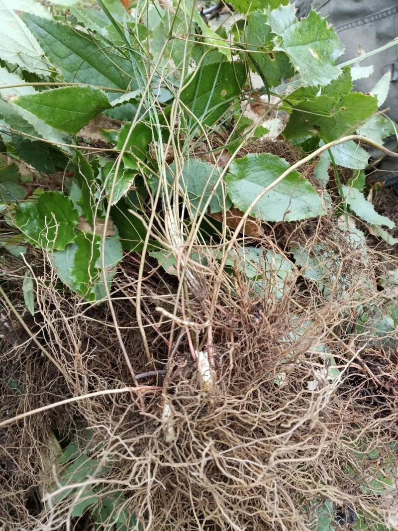 淫羊藿种苗秦岭山区基地直供，全国保湿邮寄