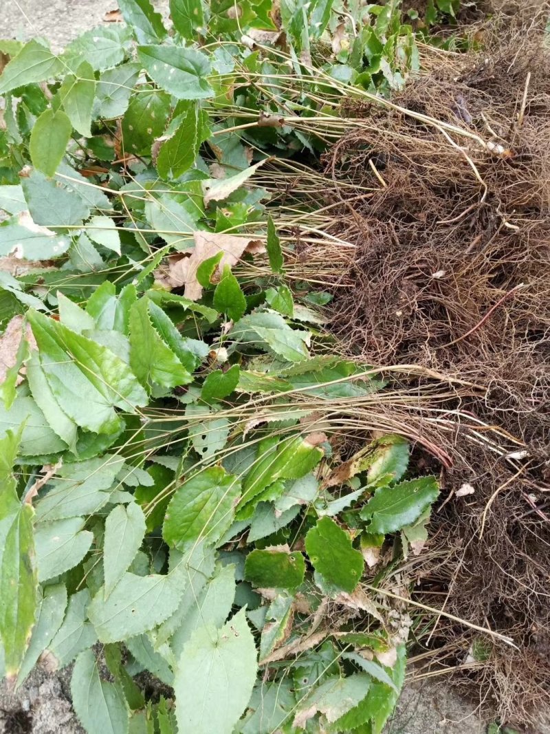 淫羊藿种苗秦岭山区基地直供，全国保湿邮寄