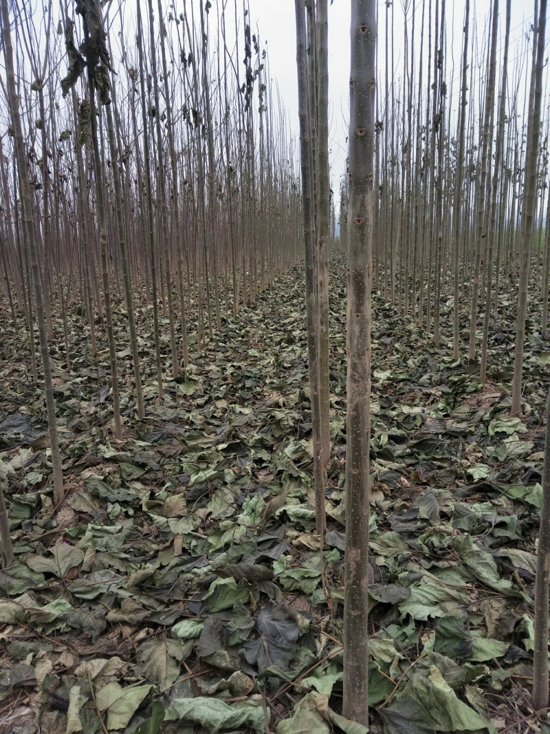 精品楸树2—10公分自家苗圃一手货源量大从优