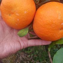 0.05元一斤代办费柑橘，柚子，李子，猕猴桃等一切水果。