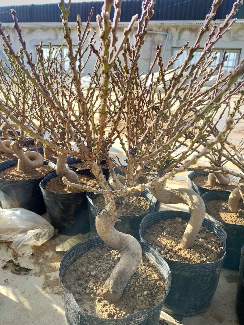 桃梅苗（红，粉）盆栽南北适种包成活包品种批发量大从优