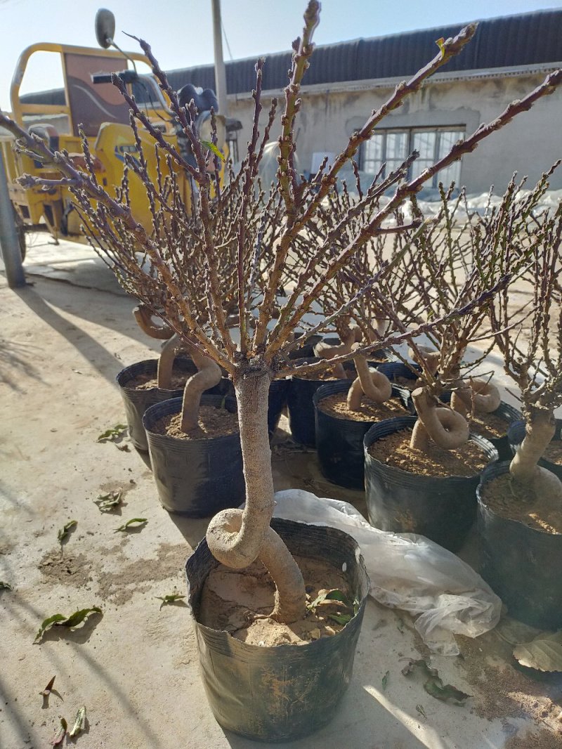 桃梅苗（红，粉）盆栽南北适种包成活包品种批发量大从优