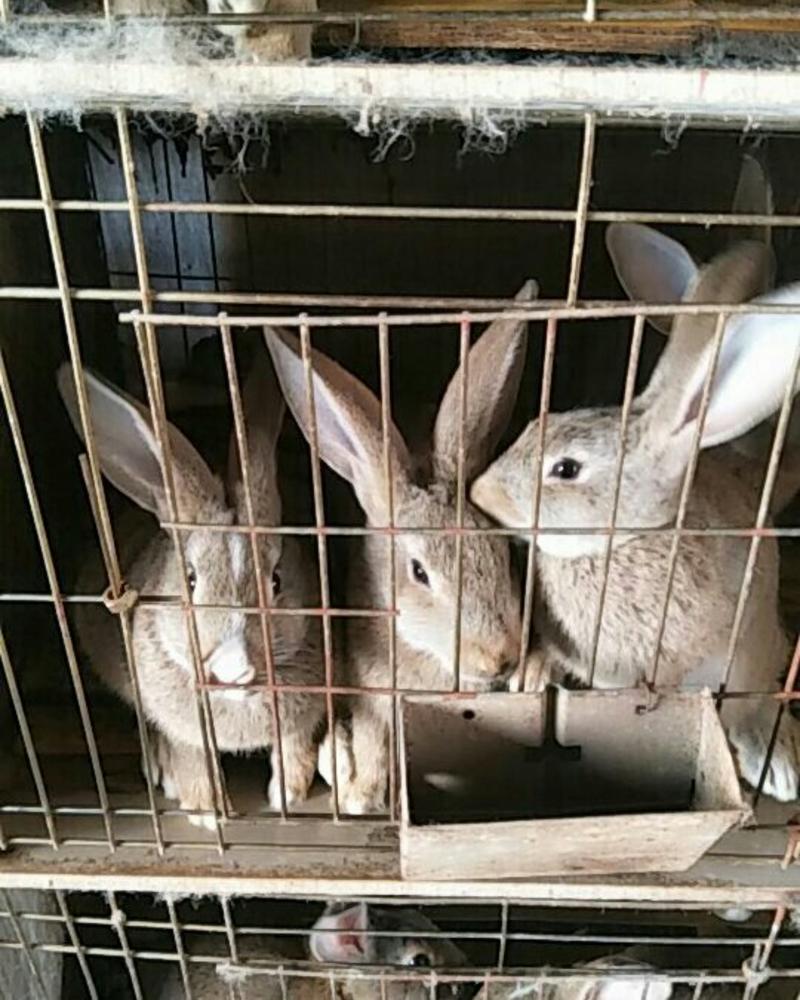 华南小型杂交草兔种苗现在可以大量出售了有想养殖的朋友连继