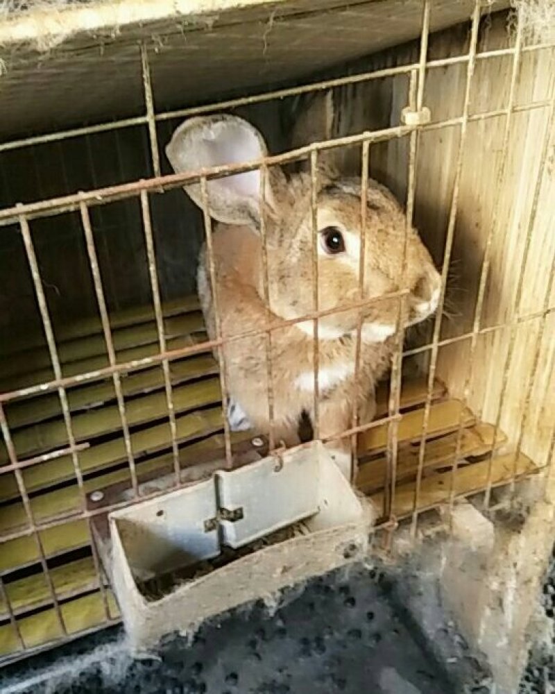 华南小型杂交草兔种苗现在可以大量出售了有想养殖的朋友连继