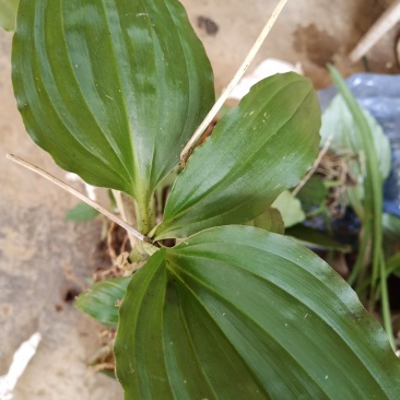 见血清短杆特别苦的那种