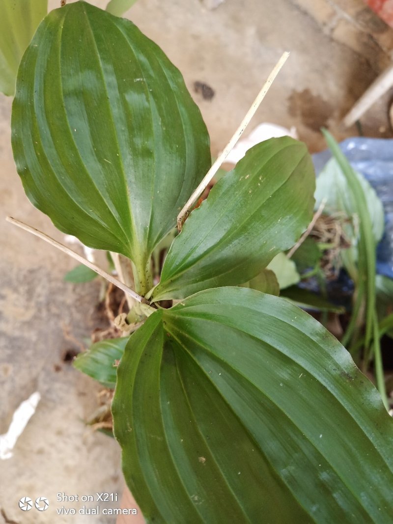 见血清短杆特别苦的那种