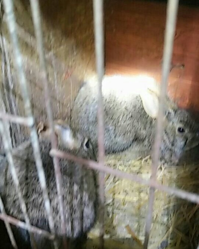 华南小型杂交草兔种苗现在开时出售有想养殖的朋友连继哦