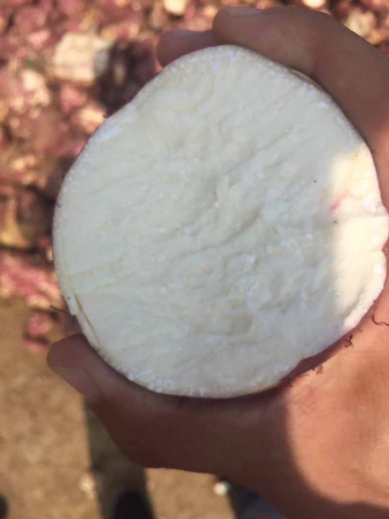商品薯，加工厂，市场