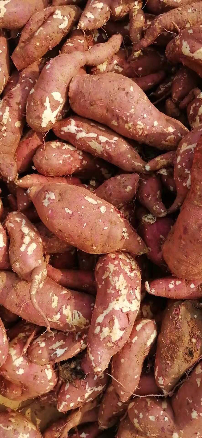 商品薯，加工厂，市场