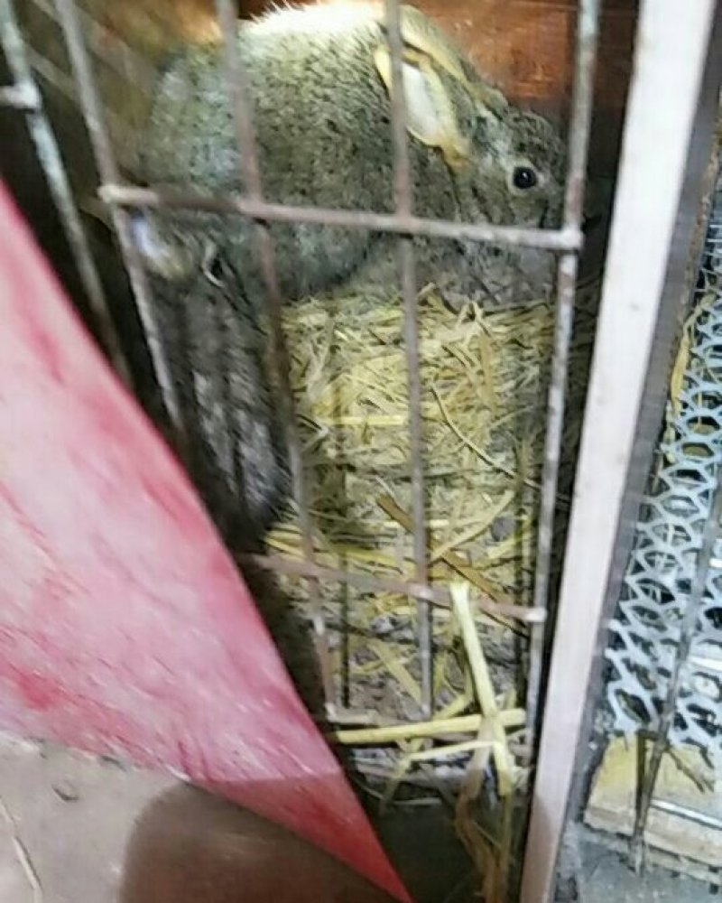 华南小型杂交草兔种苗现在开时出售有想养殖的朋友连继哦