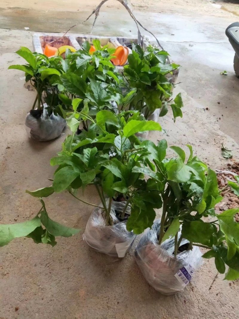 木瓜百香果苗密甜纯正品种苗包邮包售后技术指导