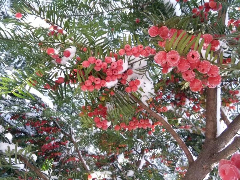 红豆杉，结果红豆杉景观树，地径八公分红豆杉树苗
