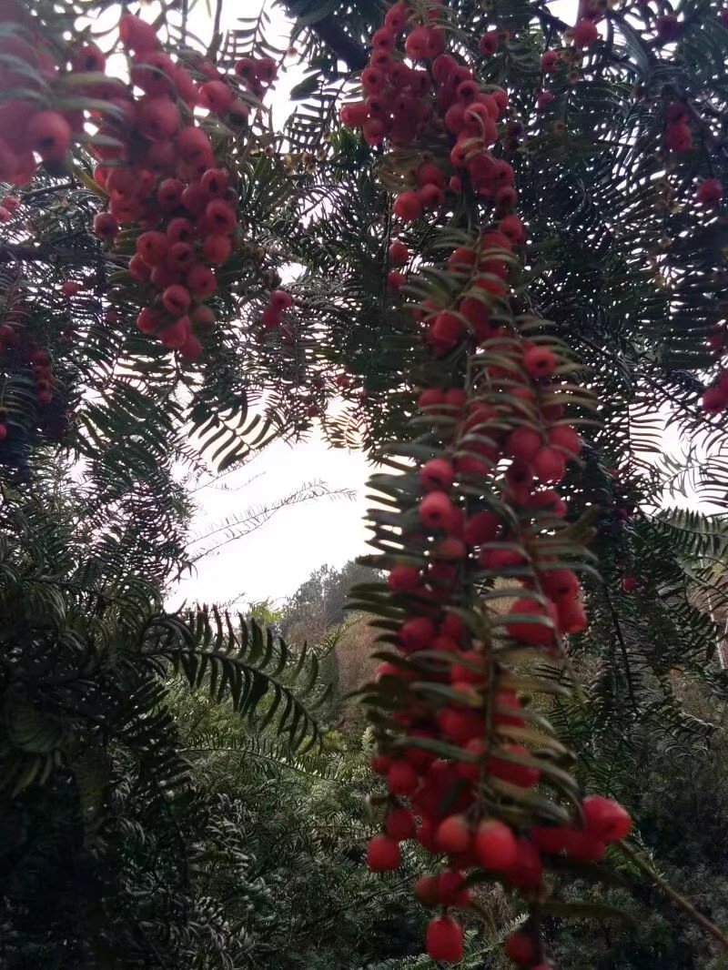 红豆杉，结果红豆杉景观树，地径八公分红豆杉树苗