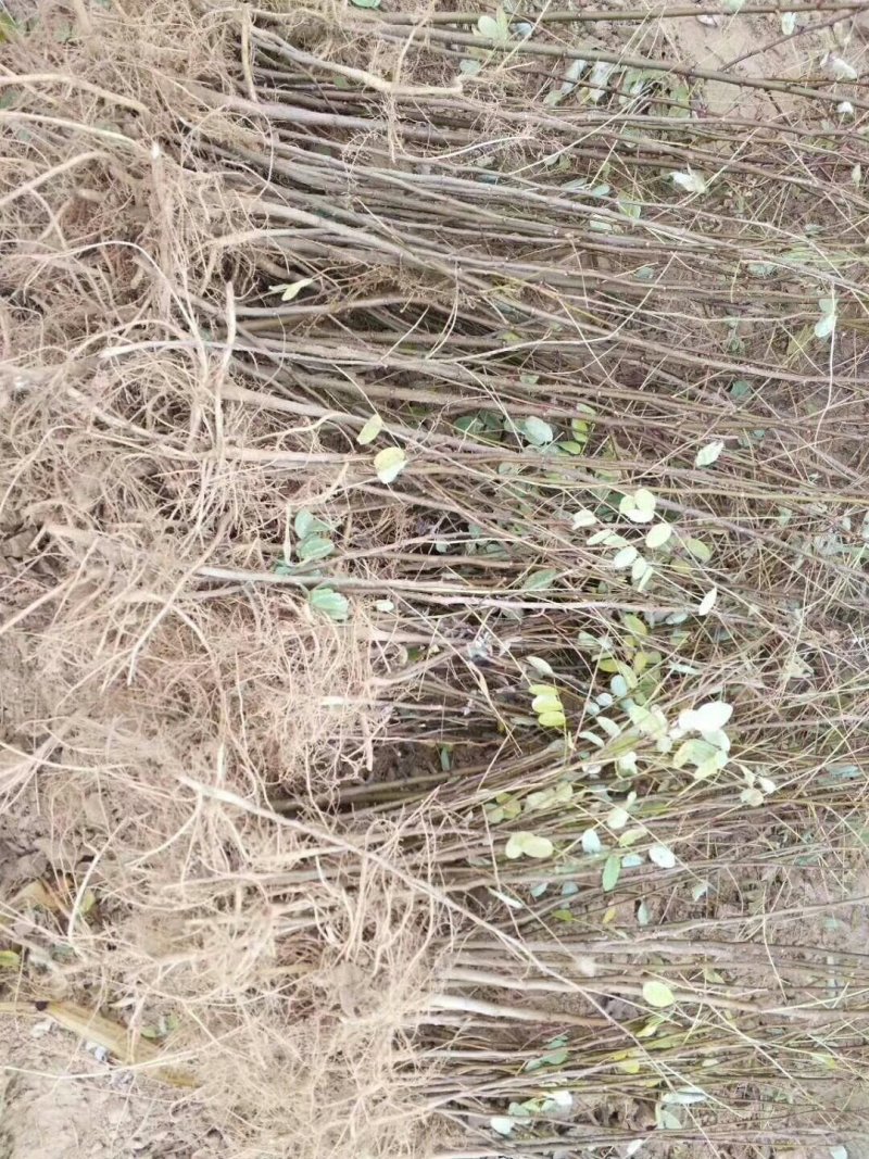 1--3年生，刺槐苗，刺槐树，香花槐！