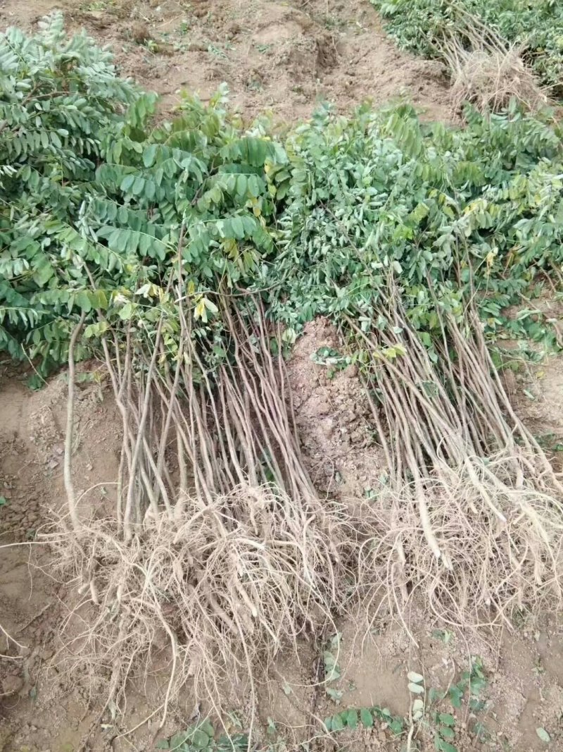 1--3年生，刺槐苗，刺槐树，香花槐！