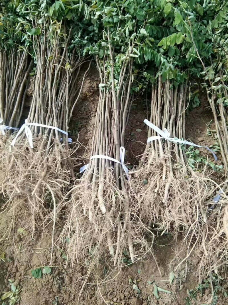 1--3年生，刺槐苗，刺槐树，香花槐！