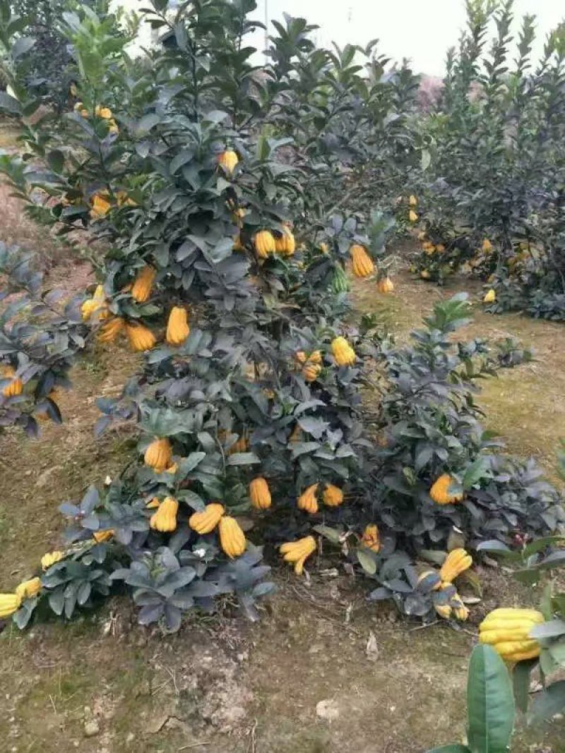 广西高产改良佛手苗，树寿命长，抗病力强。量大包办检疫证