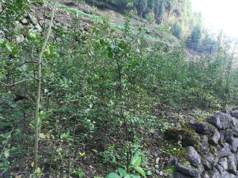 金弹子苗（四饼果，花生果，葫芦果混播取苗随机发货）