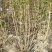 大量供应，丁香墩子，丁香苗，5--10个头以上