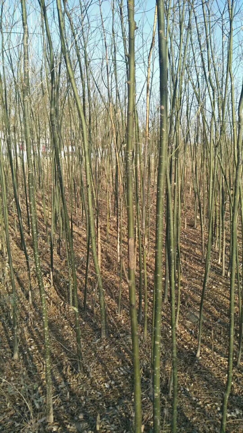 1--10公分，一二三级国槐，刺槐，香花槐