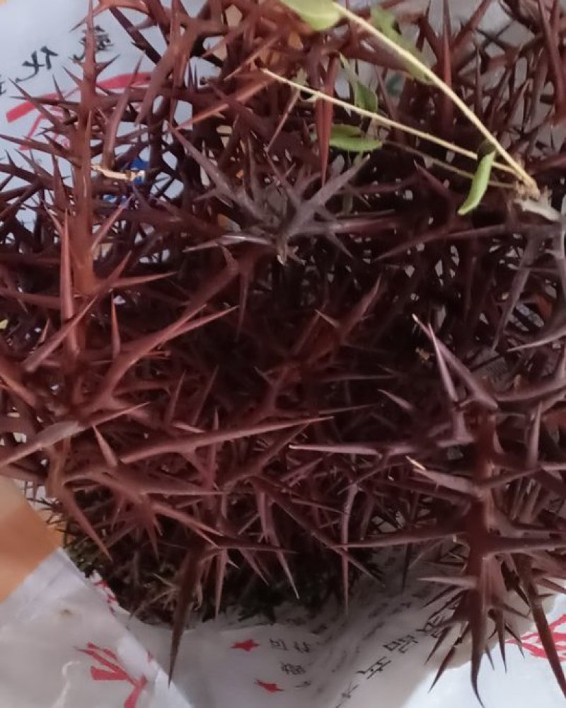 皂刺，沂蒙山山区里的自然皂刺