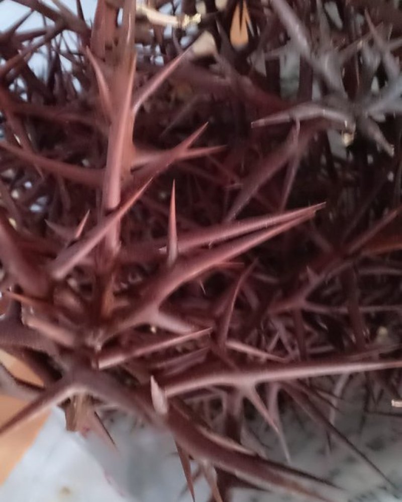皂刺，沂蒙山山区里的自然皂刺