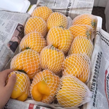 彩椒，红色黄色绿色长年供应产地直供，品种保证，价格合理
