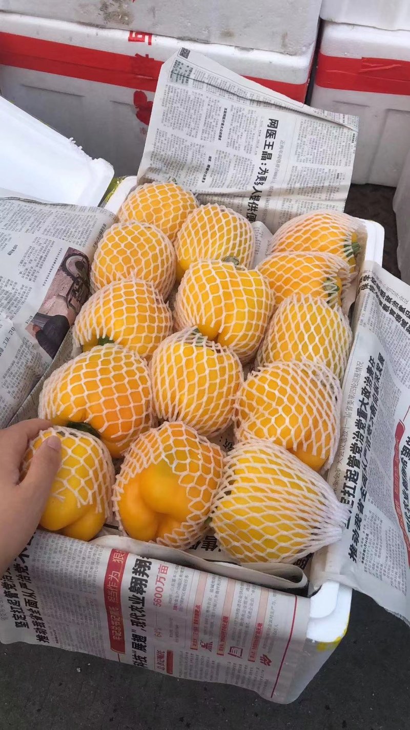 彩椒，红色黄色绿色长年供应产地直供，品种保证，价格合理