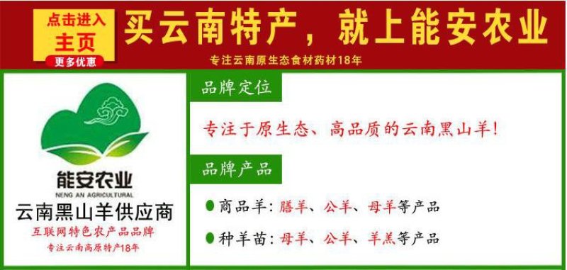 黑山羊云南楚雄彝族产区