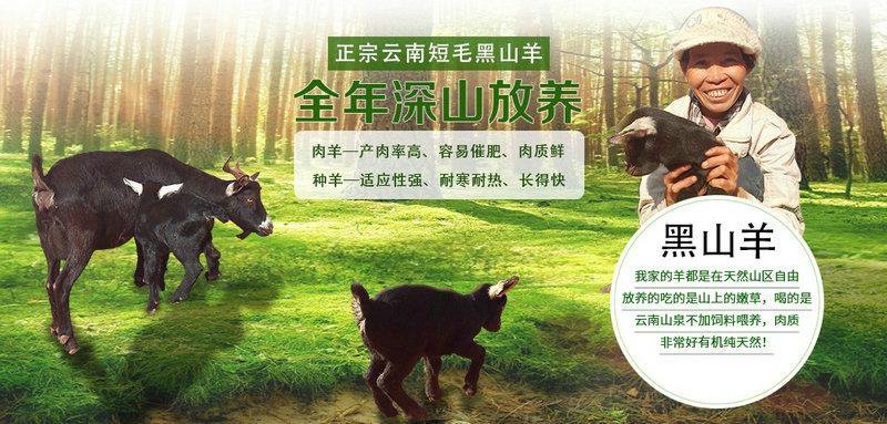 黑山羊云南楚雄彝族产区