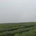 绿茶-都市香茗，细品人生！