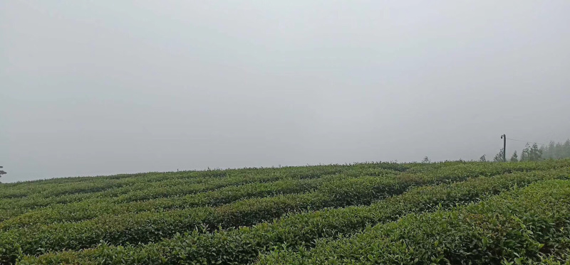 绿茶-都市香茗，细品人生！