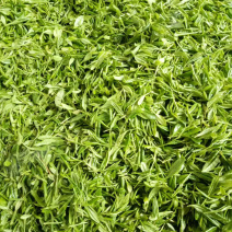 绿茶-都市香茗，细品人生！