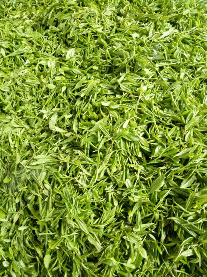 绿茶-都市香茗，细品人生！