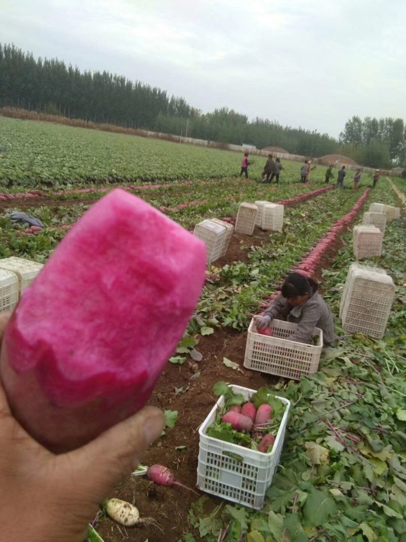 紫美人萝卜水果萝卜大量现货口感很好甜脆水份大